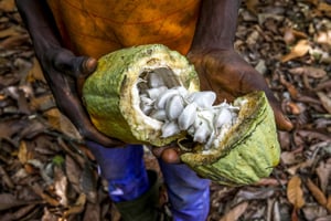 Une cabosse dans une plantation de Guézon, en Côte d’Ivoire. © GODONG/BSIP via AFP