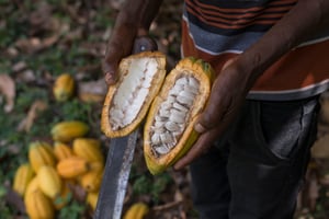Fèves de cacao cultivées à Angbavia, en Côte d’Ivoire. © Nabil Zorkot