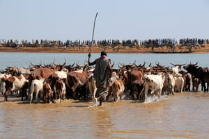 Transhumance d’un troupeau de fula sur la rivière Bani, au Mali. © MICHEL RENAUDEAU/Only France via AFP