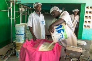 Le lait frais collecté dans les villages peuls est acheminé vers la Laiterie du berger. © GODONG / BSIP via AFP
