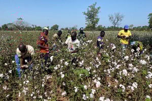 Cueillette du coton dans une ferme de Korhogo, en Côte d’Ivoire, le 21 novembre 2023. © REUTERS/ Media Coulibaly