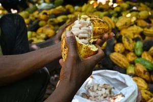La Côte d’Ivoire a produit plus de deux millions de tonnes de cacao en 2023. © ISSOUF SANOGO/AFP