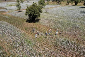 Vue aérienne d’agriculteurs participant à la cueillette du coton dans une ferme cotonnière à Korhogo, en Côte d’Ivoire, en 2023. © Media Coulibaly/REUTERS