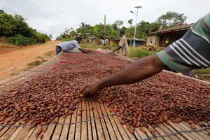 Au Ghana, le cacao représentant plus de 10 % du produit intérieur brut (PIB) du pays et près de 20 % de ses recettes d’exportations. © REUTERS/Thierry Gouegnon