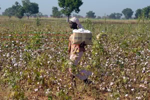 Une travailleuse dans un champ de coton, près de la ville de Garoua, dans le nord du Cameroun. © ISSOUF SANOGO/AFP
