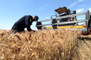 La plupart des exportations russes se composaient de céréales – le blé, l’orge et le maïs, représentaient à eux seuls 87 % de la valeur des envois de produits alimentaires vers le continent. © Billel Bensalem/APP/NurPhoto via AFP
