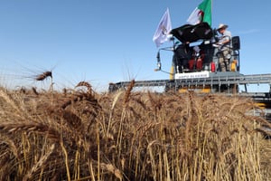 Lancement de la moisson, à Bouira, à l’est d’Alger, le 4 juin 2024. © Billel Bensalem/ APP
NurPhoto via AFP