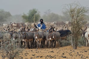 Un berger peul mène ses troupeaux, près de Tombouctou, au Mali. © Daniel Riffet / Photononstop / via AFP
