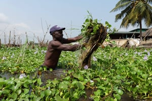 Un homme arrache des jacinthes d’eau, à Ganvié, un village lacustre construit sur le lac Nokoué, au Bénin, le 5 janvier 2024. © Duclos/SIPA