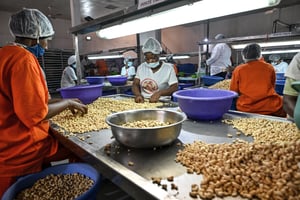 Des employées du groupe Société ivoirienne de traitement de l’anacarde (Sita SA) trient les amandes de cajou avant leur transformation, à l’usine d’Odienné, en mai 2024. © Sia KAMBOU / AFP
