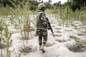 Un membre des forces armées sénégalaises traverse un champ de marijuana dans une base rebelle du Mouvement des forces démocratiques de Casamance (MFDC), dans la forêt de Blaze, le 9 février 2021. © JOHN WESSELS/AFP