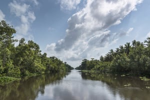 Vue d’un fleuve traversant une forêt en Côte d’Ivoire.