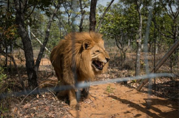 L'un des 33 lions,à son arrivée dans la réserve. &copy; Brett Eloff/AFP