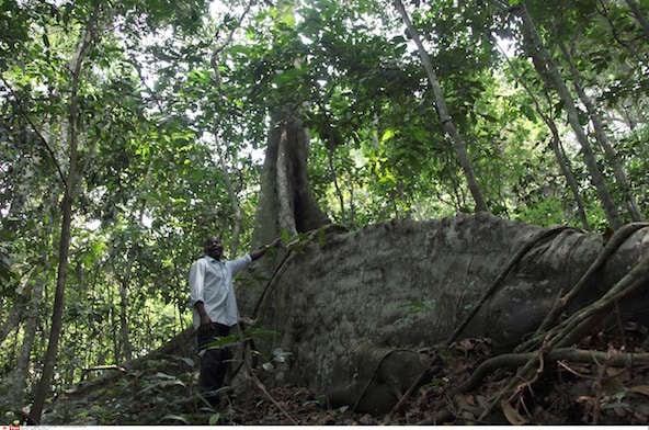 Forêt Zika, Ouganda &copy; Stephen Wandera/AP/SIPA