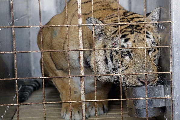 APTOPIX South Africa Gaza Tiger &copy; Le tigre Laziz, lors de son transfert de Gaza à Bethlehem, le 25 août 2016.