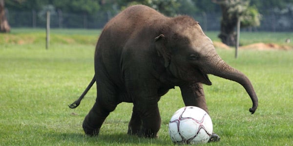 Les éléphants sont de merveilleux joueurs de football. &copy; Steve Parsons/AP/SIPA
