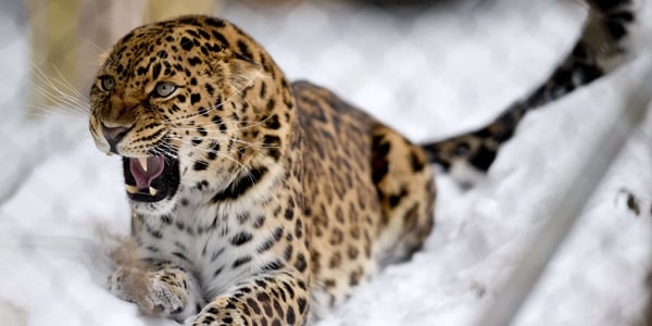 Le léopard est l'animal emblématique de la RD Congo. &copy; Sarah Crosby/AP/SIPA