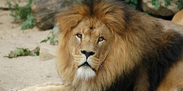 Le lion symbolise l'essence même de la force car il n'a pas de prédateur.. &copy; @sophietica/Flickr