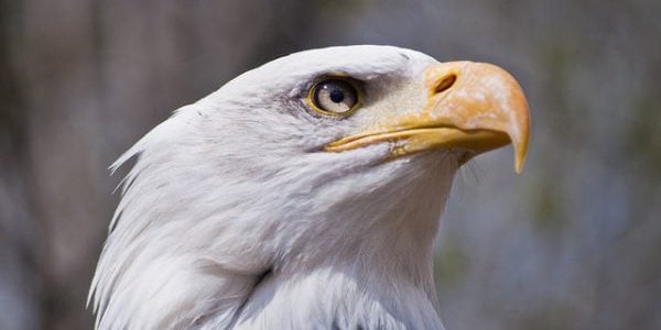 Doté d'une excellente vision de son environnement, l'aigle possède les qualités essentielles à un bon jeu de défense, "bec et ongles"... &copy; @Joris Guittonneau/Flickr
