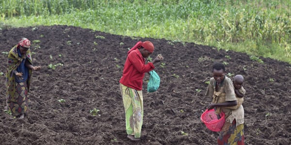 Des paysans travaillant dans un champ de pommes de terre, près de Bujumbura, le 14 décembre 2015. &copy; Melanie Gouby/AP/SIPA