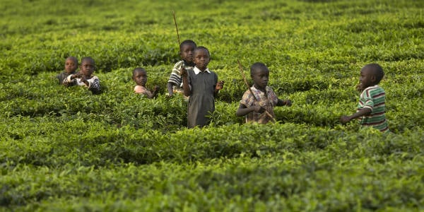 Des enfants s'amusent dans une champ de thé à la fin de la journée, à Arwos, dans l'ouest du Kenya, en janvier 2016. &copy; Ben Curtis/AP/SIPA