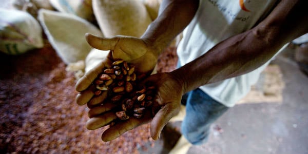 Cacao en Côte d'Ivoire. &copy; Fernando Llano/AP/SIPA