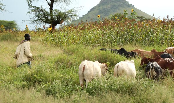 Le Tchad ets l'un des principaux pays d'élevage du continent. Il est aussi réputé pour la qualité de sa viande. &copy; Wikicommons