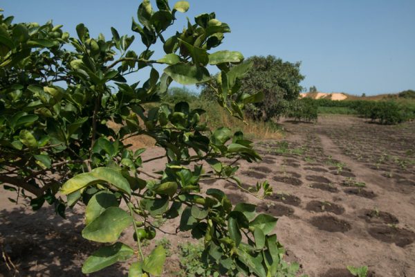 Exploitation agricole de manguiers à Gorom (Sénégal). le 22/10/2016. &copy; Youri Lenquette pour JA