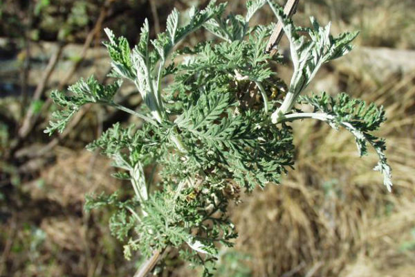 Un plant d'artemisia afra en Afrique du Sud. &copy; Creative Commons / Wikimedia / Abalg