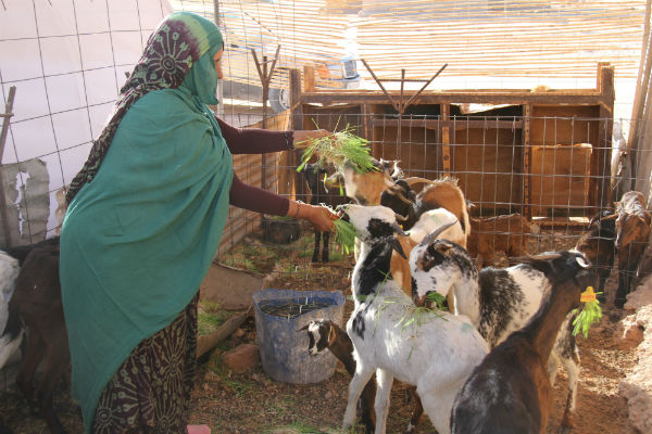 Une femme sarahouie avec du fourrage frais. &copy; Programme alimentaire mondial des Nations Unies
