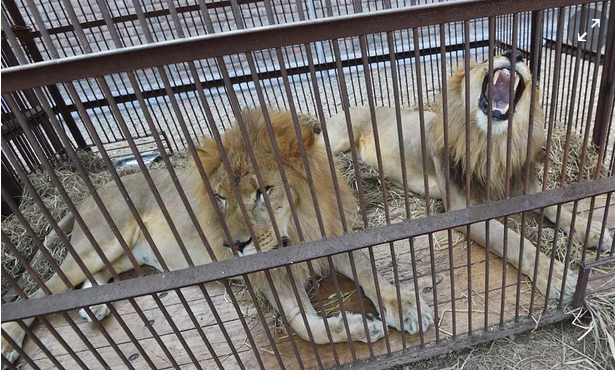 Certains des 33 lions, pris en photo à Lima avant leur départ. &copy; Cris Bouroncle/AFP