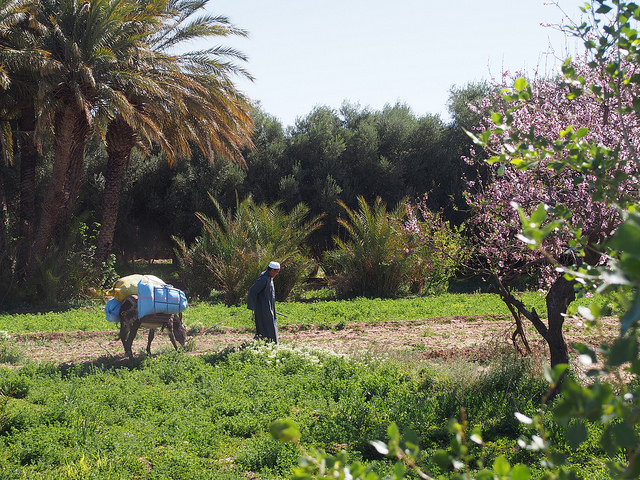 Oasis Tinghir, au Maroc. &copy; t_y_l/CC/Wikimedia Commons