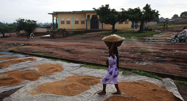 Séchage traditionnel du riz dans la région de Bouaké, Côte d'Ivoire. &copy; Rebecca Blackwell/AP/SIPA