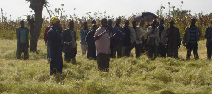  &copy; Agriculteurs éthiopiens en formation dans la gestion rationnelle de leurs exploitations de Tef