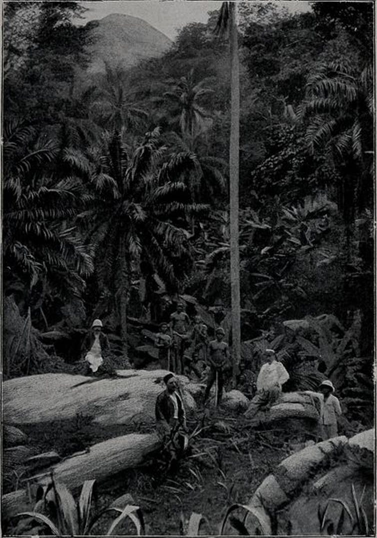 Colo &copy; Forêt de palmiers au Dahomey.