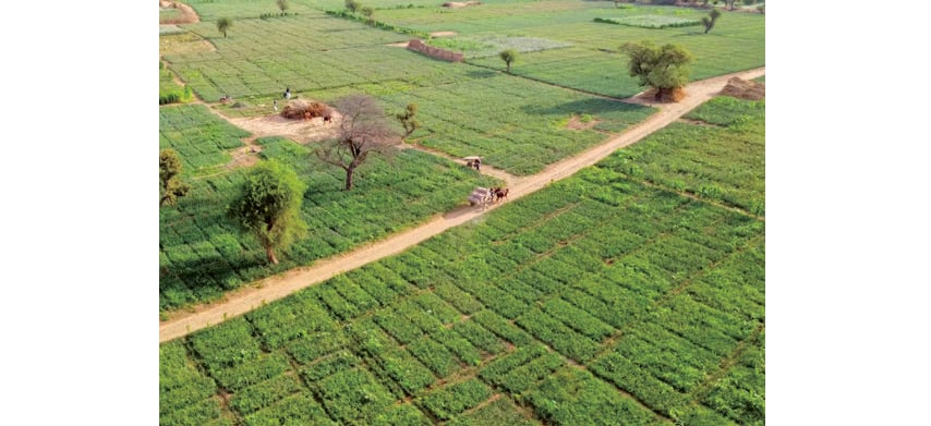 &copy; La bonne santé du secteur agricole du Niger.