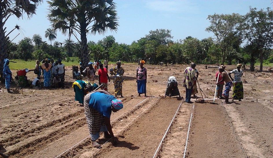  &copy; Femmes du projet « Women’s Green Yard » en formation pratique dans leurs champs, Gambie